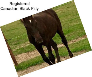 Registered Canadian Black Filly