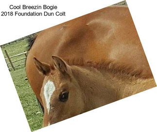 Cool Breezin Bogie 2018 Foundation Dun Colt