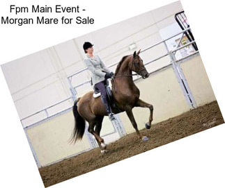 Fpm Main Event - Morgan Mare for Sale