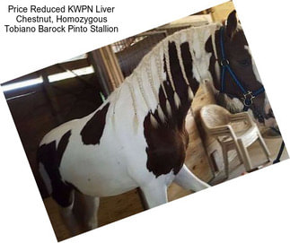 Price Reduced KWPN Liver Chestnut, Homozygous Tobiano Barock Pinto Stallion