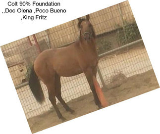 Colt 90% Foundation ,,Doc Olena ,Poco Bueno ,King Fritz