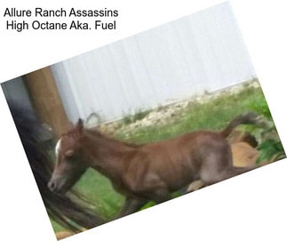 Allure Ranch Assassins High Octane Aka. Fuel