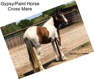Gypsy/Paint Horse Cross Mare