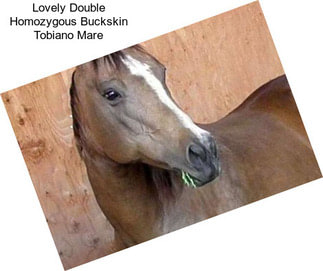 Lovely Double Homozygous Buckskin Tobiano Mare