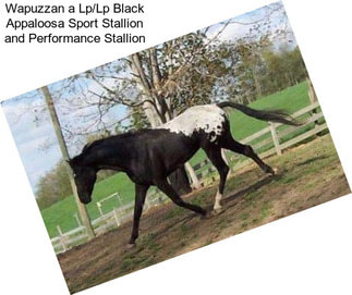 Wapuzzan a Lp/Lp Black Appaloosa Sport Stallion and Performance Stallion