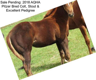 Sale Pending: 2018 AQHA Pitzer Bred Colt, Stout & Excellent Pedigree