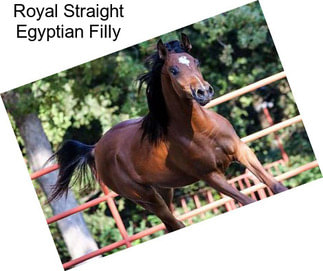 Royal Straight Egyptian Filly