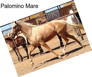 Palomino Mare