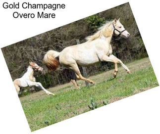 Gold Champagne Overo Mare