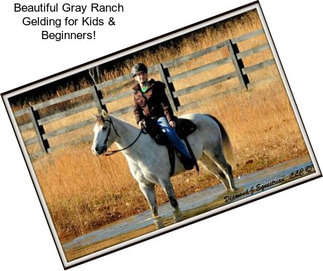 Beautiful Gray Ranch Gelding for Kids & Beginners!