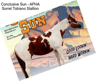 Conclusive Sun - APHA Sorrel Tobiano Stallion