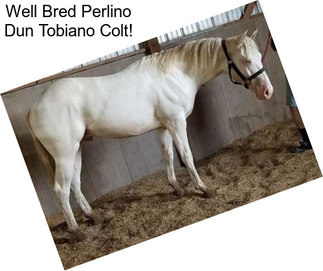 Well Bred Perlino Dun Tobiano Colt!