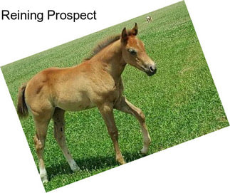 Reining Prospect