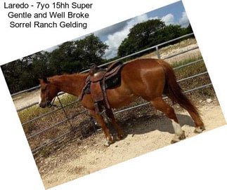 Laredo - 7yo 15hh Super Gentle and Well Broke Sorrel Ranch Gelding