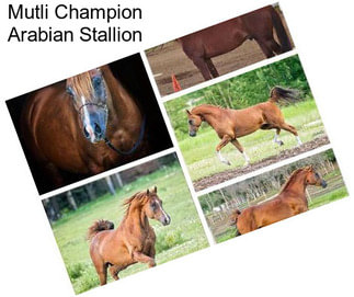 Mutli Champion Arabian Stallion