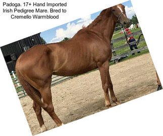 Padoga. 17+ Hand Imported Irish Pedigree Mare. Bred to Cremello Warmblood