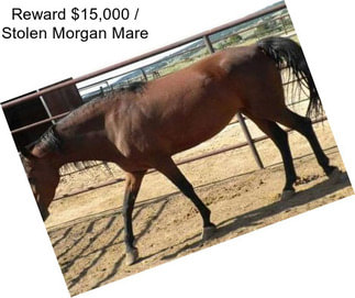 Reward $15,000 / Stolen Morgan Mare