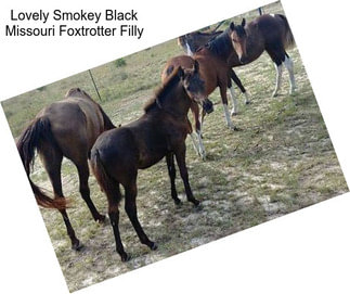 Lovely Smokey Black Missouri Foxtrotter Filly