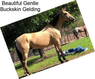 Beautiful Gentle Buckskin Gelding