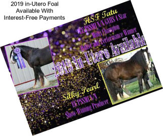2019 in-Utero Foal Available With Interest-Free Payments