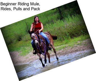 Beginner Riding Mule, Rides, Pulls and Pack