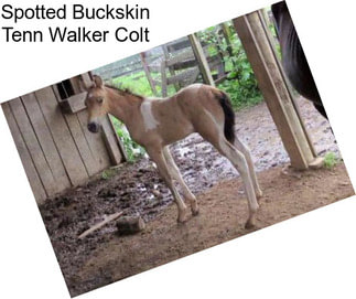 Spotted Buckskin Tenn Walker Colt