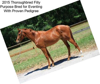 2015 Thoroughbred Filly Purpose Bred for Eventing With Proven Pedigree