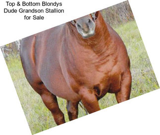 Top & Bottom Blondys Dude Grandson Stallion for Sale