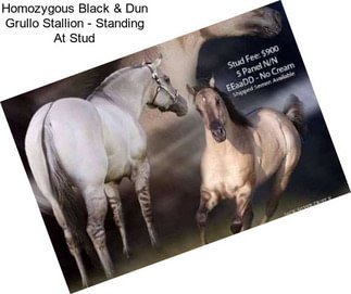 Homozygous Black & Dun Grullo Stallion - Standing At Stud