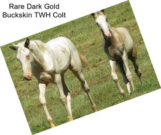 Rare Dark Gold Buckskin TWH Colt