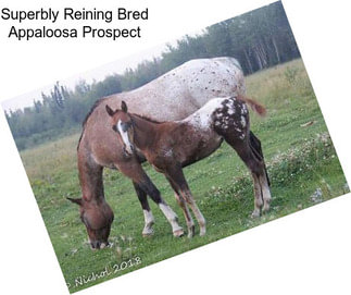 Superbly Reining Bred Appaloosa Prospect