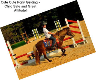 Cute Cute Pony Gelding - Child Safe and Great Attitude!