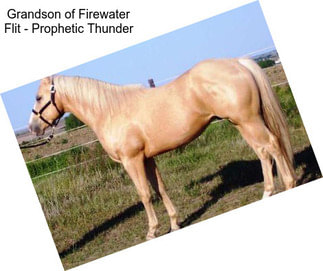 Grandson of Firewater Flit - Prophetic Thunder