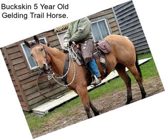 Buckskin 5 Year Old Gelding Trail Horse.