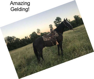 Amazing Gelding!