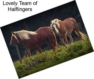 Lovely Team of Halflingers