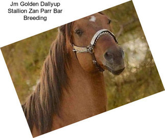 Jm Golden Dallyup Stallion Zan Parr Bar Breeding