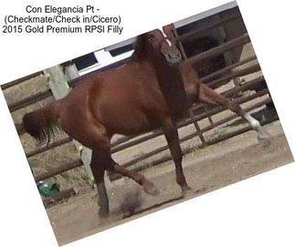 Con Elegancia Pt - (Checkmate/Check in/Cicero) 2015 Gold Premium RPSI Filly