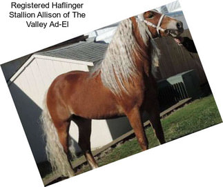 Registered Haflinger Stallion Allison of The Valley Ad-El