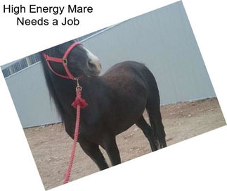 High Energy Mare Needs a Job