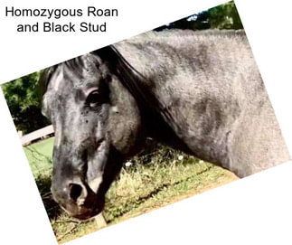 Homozygous Roan and Black Stud