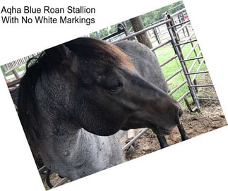 Aqha Blue Roan Stallion With No White Markings