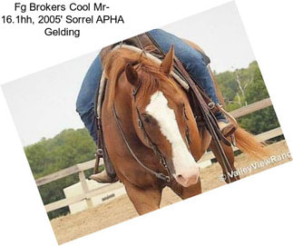 Fg Brokers Cool Mr- 16.1hh, 2005\' Sorrel APHA Gelding