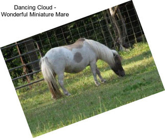 Dancing Cloud - Wonderful Miniature Mare