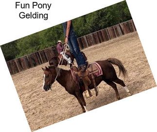 Fun Pony Gelding