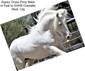 Gypsy Cross Pony Mare in Foal to GVHS Cremello Stud...Lfg