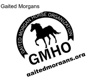 Gaited Morgans