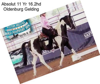 Absolut 11 Yr 16.2hd Oldenburg Gelding