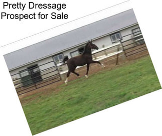 Pretty Dressage Prospect for Sale