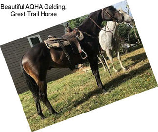 Beautiful AQHA Gelding, Great Trail Horse